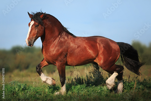 Foto Vladimir stallion Vakhtan