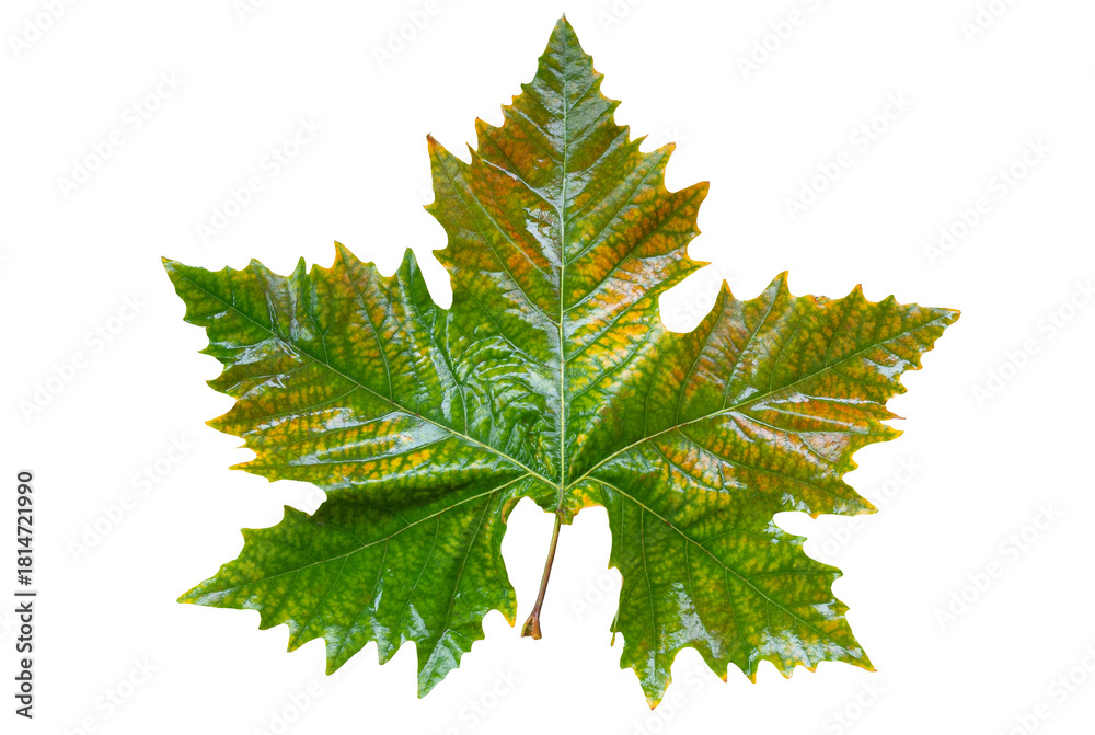 Fototapeta premium Platan autumn green wet leaf