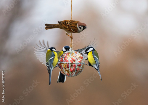 a group of hungry birds tits and sparrows flying near a ball of a feeder with...