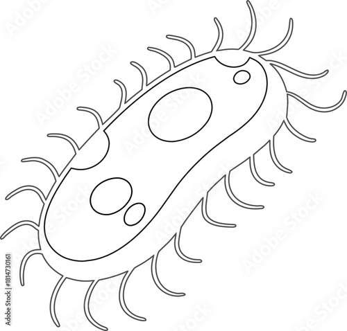 Microorganism Vector of E. Coli
