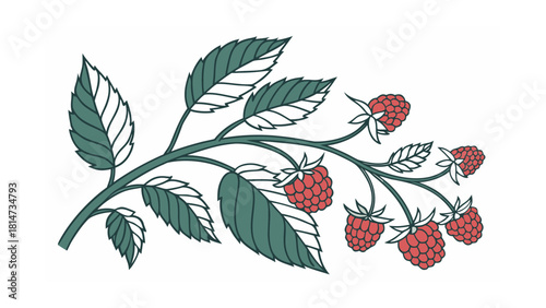 Raspberry Branch with Red Berries and Teal Leaves on White Background fruit