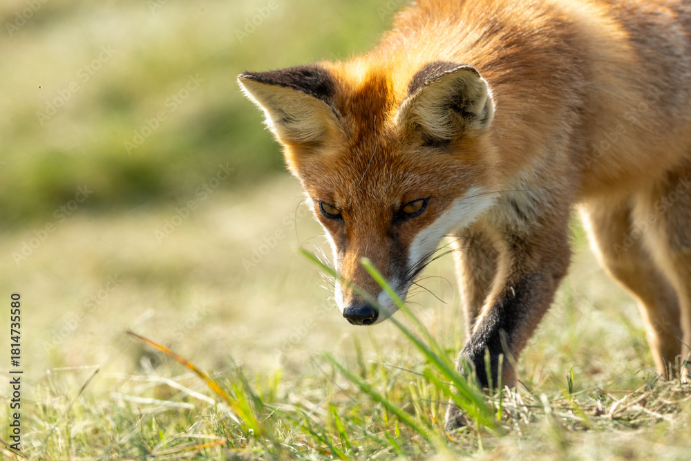 Fototapeta premium A young wild red fox searches for food on the dunes of Pramort Baltic Sea creating an authentic natural wildlife scene