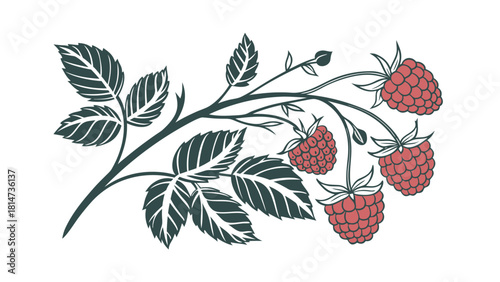 Stylized Raspberry Branch with Red Berries and Green Leaves on White fruit