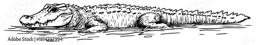 crocodile resting near water hand drawn vintage sketch