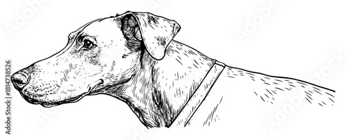 dog head profile portrait hand drawn sketch
