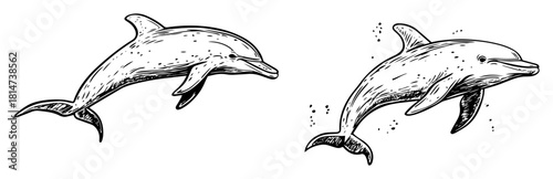 two dolphins swimming hand drawn marine sketch