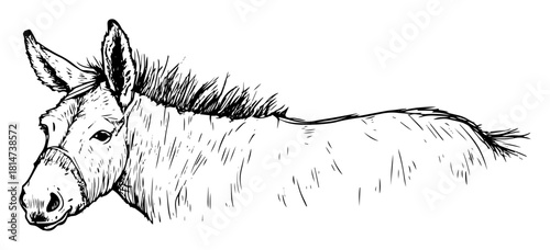 hand drawn donkey head sketch illustration