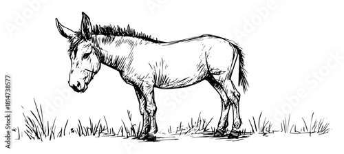 hand drawn donkey standing sketch illustration