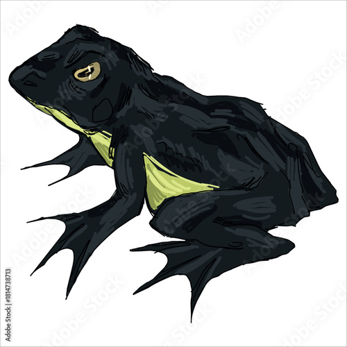 The goliath frog. Conraua goliath. Colorful, vector illustration. Picturesque. Unique stylization. Print on sketchbooks, stickers, postcards, cups, clothes, posters. Biologic. For frog lovers.