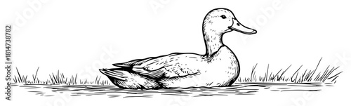 mallard duck resting on grass vintage sketch