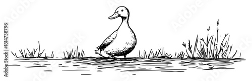 duck swimming on pond line artwork