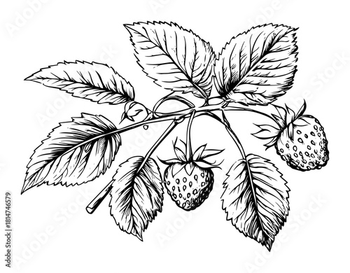 strawberry plant branch with berries monochrome vector illustration