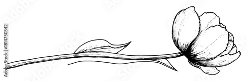 botanical tulip flower hand drawn illustration