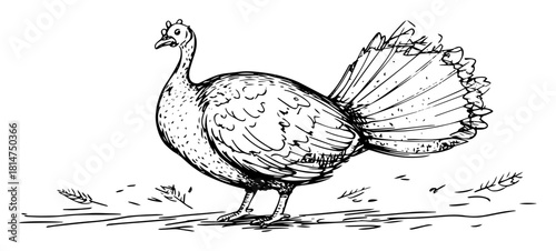 peacock bird hand drawn sketch illustration