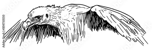 vulture flying close up head view sketch