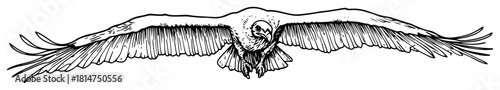 vulture flying front view hand drawn sketch