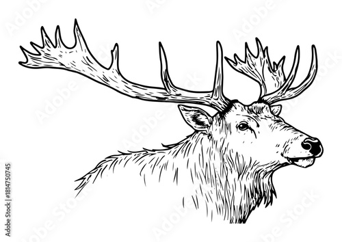 moose head with antlers hand drawn sketch