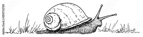 realistic snail crawling hand drawn sketch