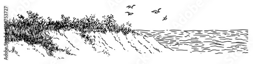 seashore with grass and flying birds sketch
