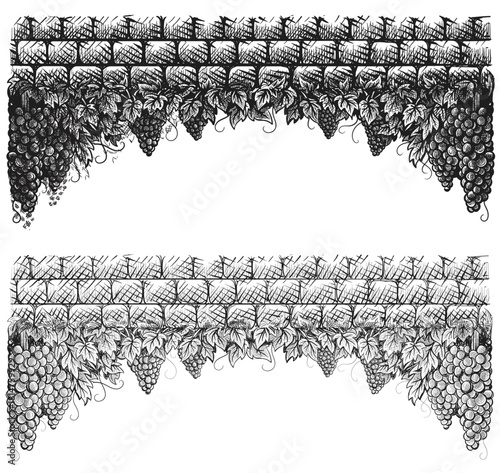 Grapes vineyard, grapevine with bunches of grapes on vintage stone wall black and white vector illustration. Set of sketch style vine branches leaves in two variants. Wine labels design, branding bord