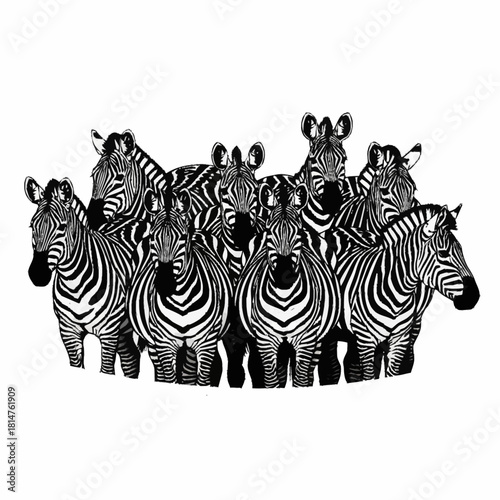 A striking black and white illustration of a herd of zebras standing close together.