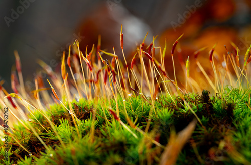 Bilde på lerret A thick forest of moss seta stalks in the glowing morning sun light
