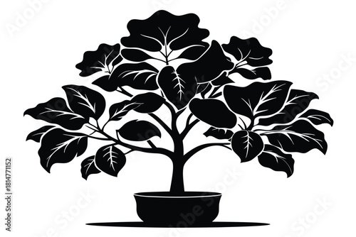 fiddle leaf fig black and white silhouette