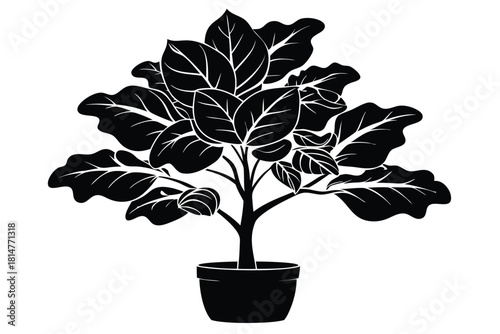 fiddle leaf fig black and white silhouette