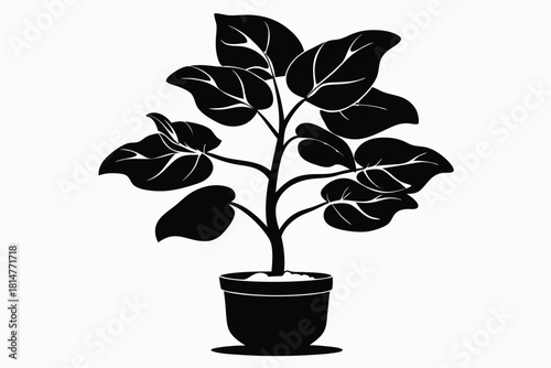 fiddle leaf fig black and white silhouette