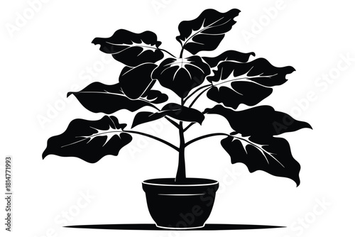 fiddle leaf fig black and white silhouette