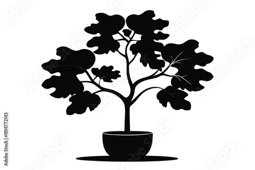 fiddle leaf fig black and white silhouette