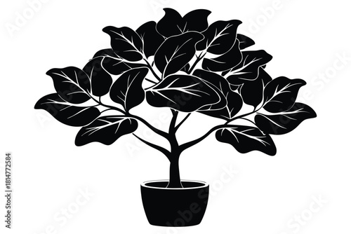 fiddle leaf fig black and white silhouette