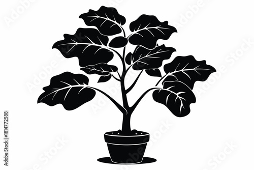 fiddle leaf fig black and white silhouette