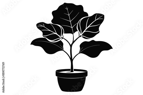 fiddle leaf fig black and white silhouette