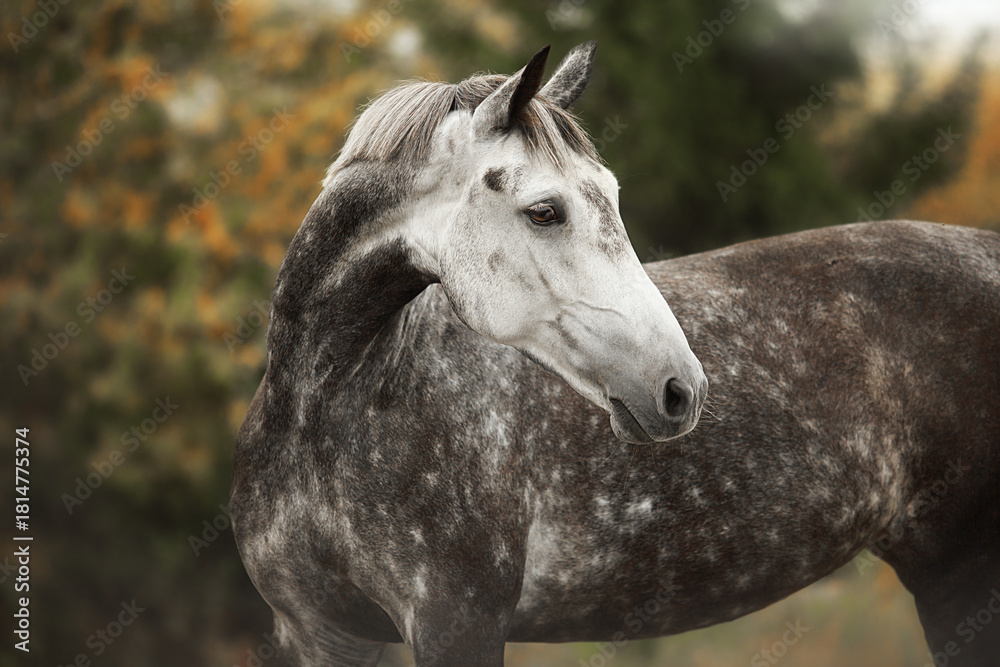 Fototapeta premium White horse