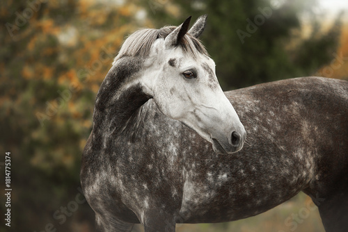 White horse