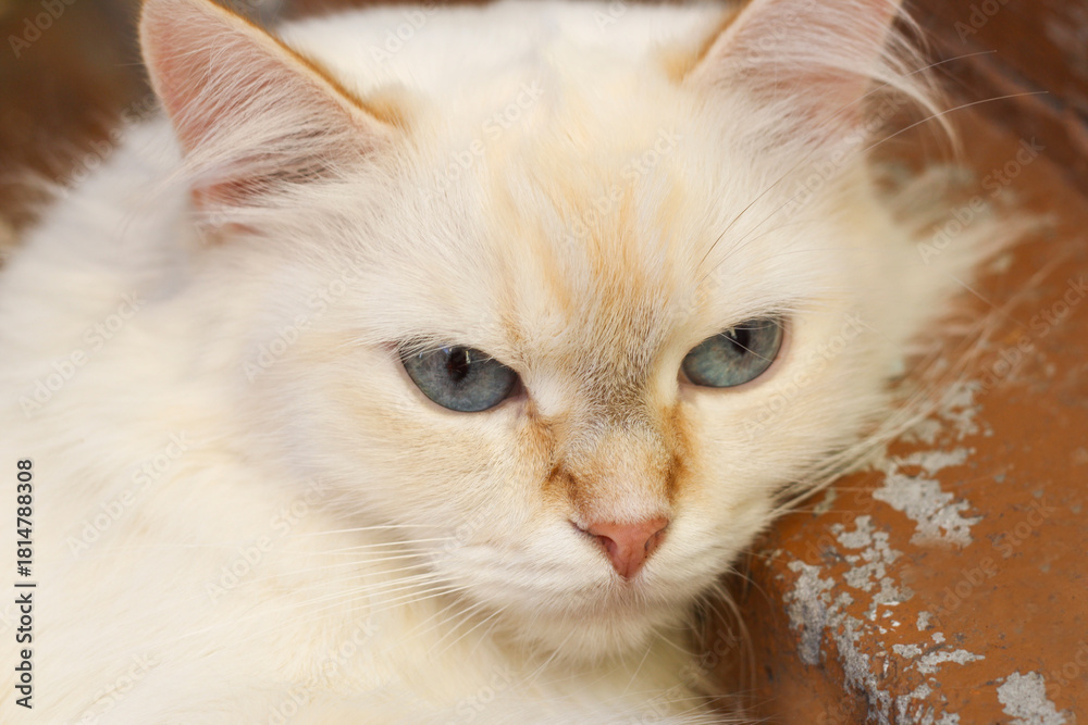 Fototapeta premium The muzzle of a large white cat in close-up