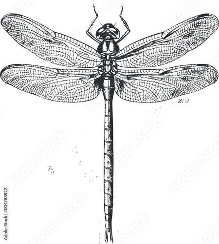 Detailed black and white vector illustration of a dragonfly, showcasing its intricate wing structure for educational and artistic purposes