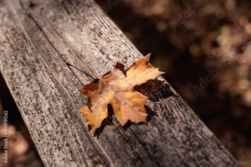 Fallen Leaf on Weathered Wood Railing