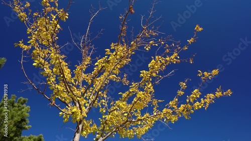 Trees and autumn flowers against the autumn sun. Landscapes of trees and flowers against a blue sky. Focus and depth of field are selective.