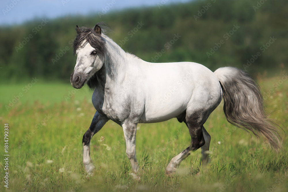 Obraz premium White horse