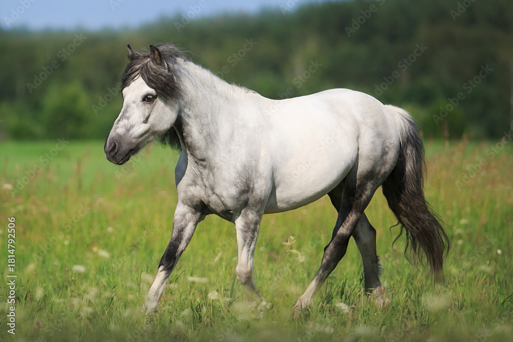 Obraz premium White horse