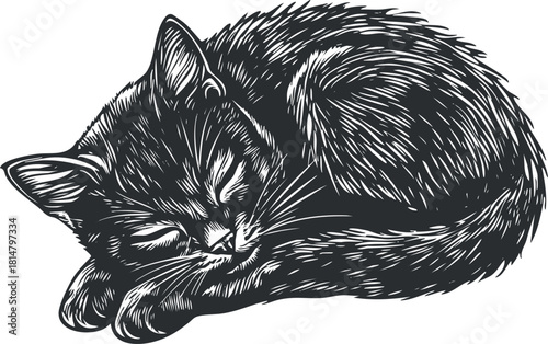Black and white vector illustration of a sleeping kitten, showcasing detailed fur and peaceful expression for animal-themed designs.