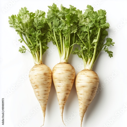 Fresh Parsnips With Vibrant Green Tops Ready for Cooking and Healthy Meals