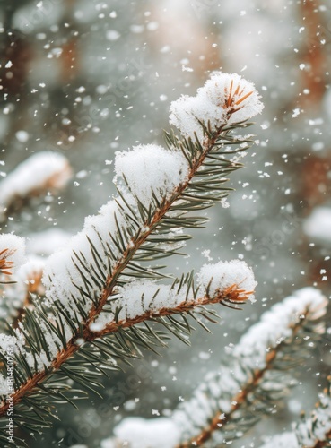 Snow-covered Pine Branches in a Winter Forest During a Gentle Snowfall at Sunset