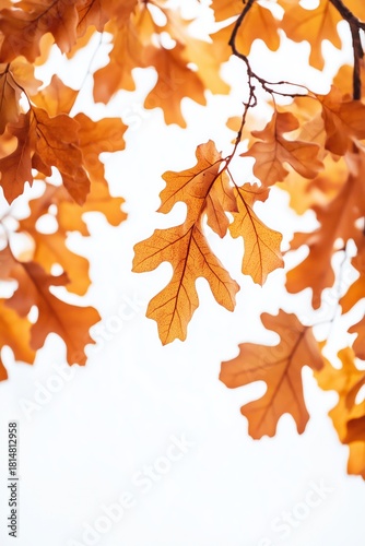 Beautiful Autumn Leaves in Various Shades of Orange Against a White Sky