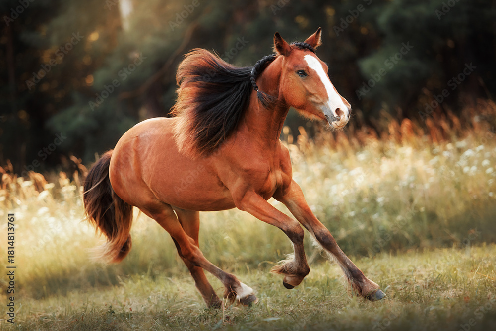 Fototapeta premium Bay horse