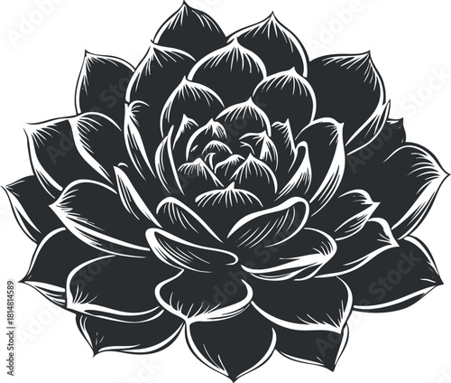 Stylized black and white vector illustration of a succulent flower, ideal for botanical design projects and home decor.