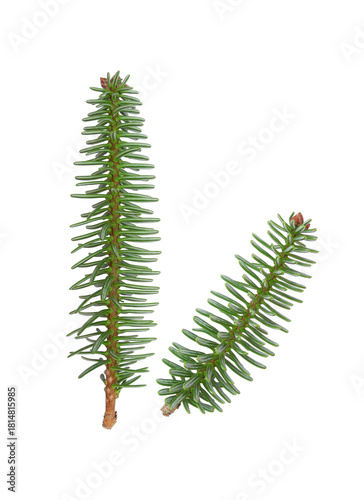 Abies numidica or Algerian fir branches isolated on white background