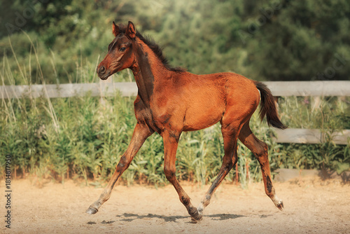 Bay horse